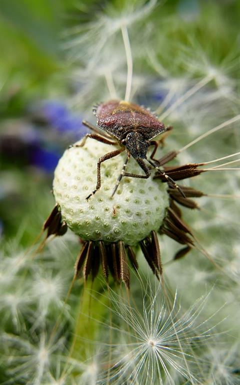 Dandy Bug by Carol Blake