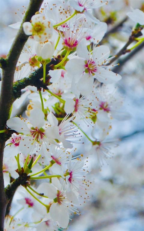 Memorial Bloom by Connie Coppard